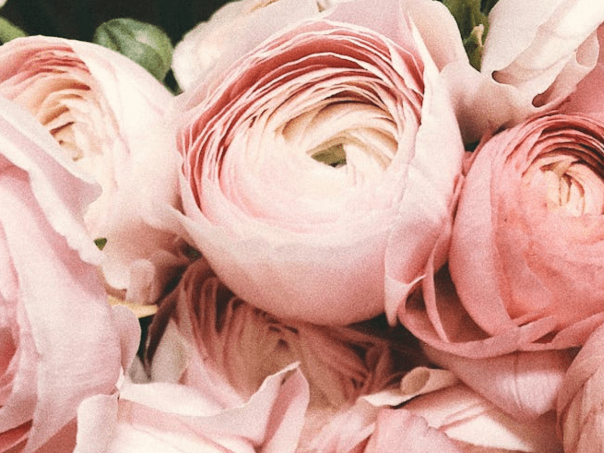 February 2026 Newsletter